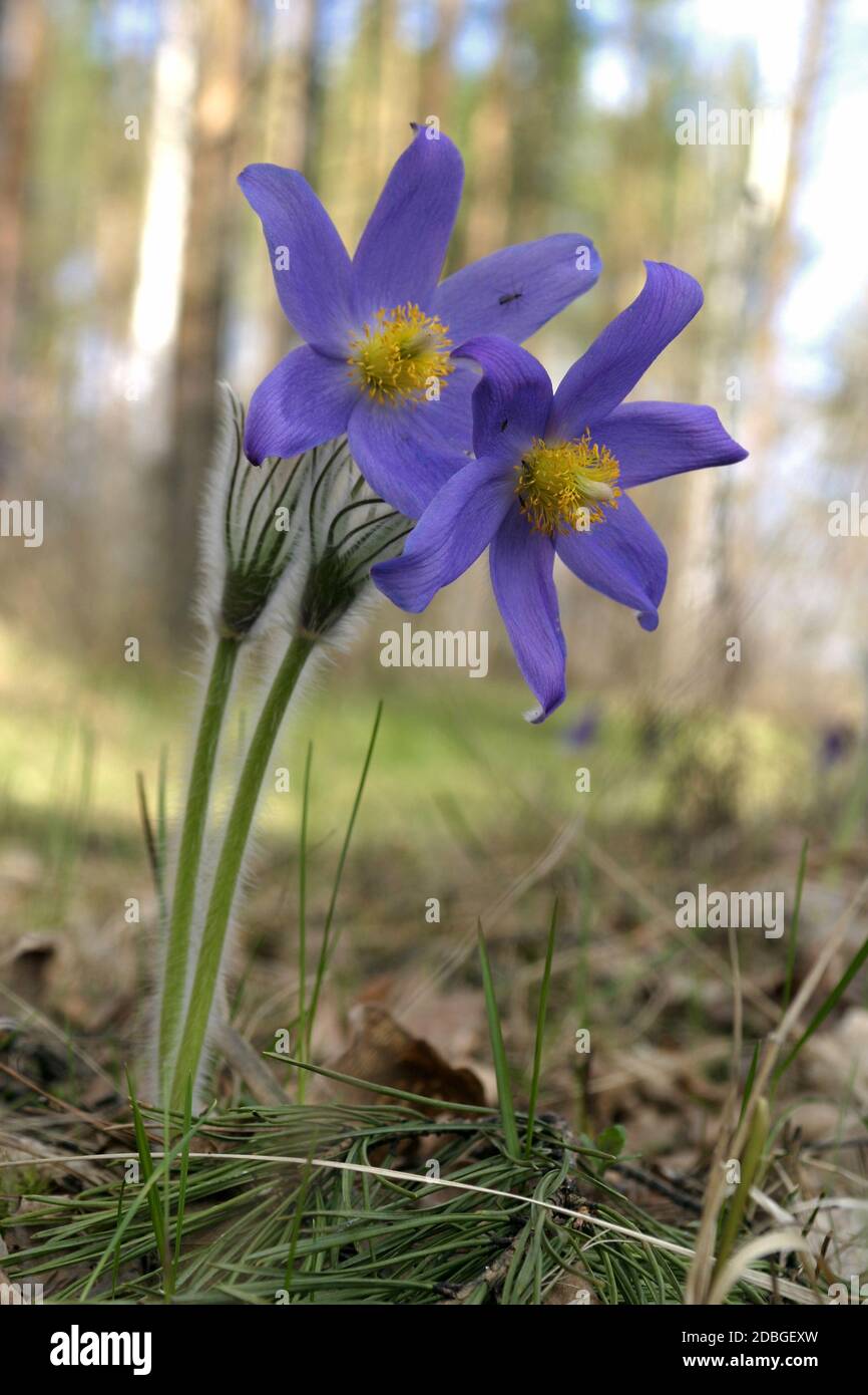 The flowers in the forest. Natural spring background Stock Photo - Alamy