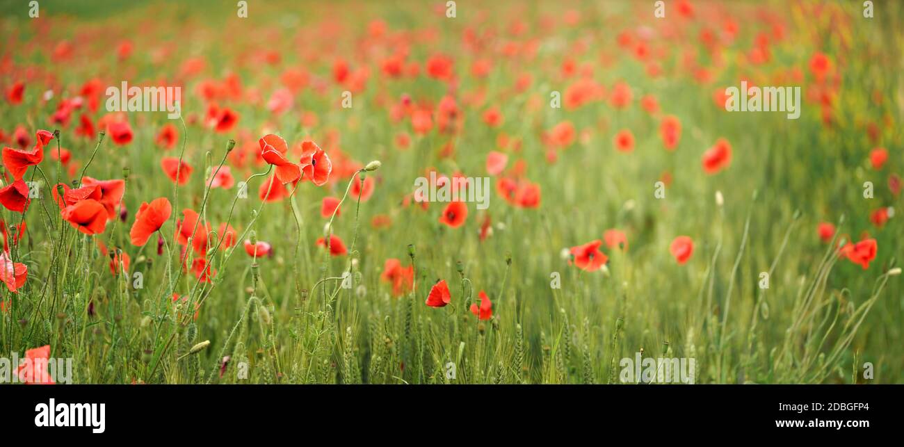 Red wild poppies growing in green unripe wheat field, shallow depth of ...