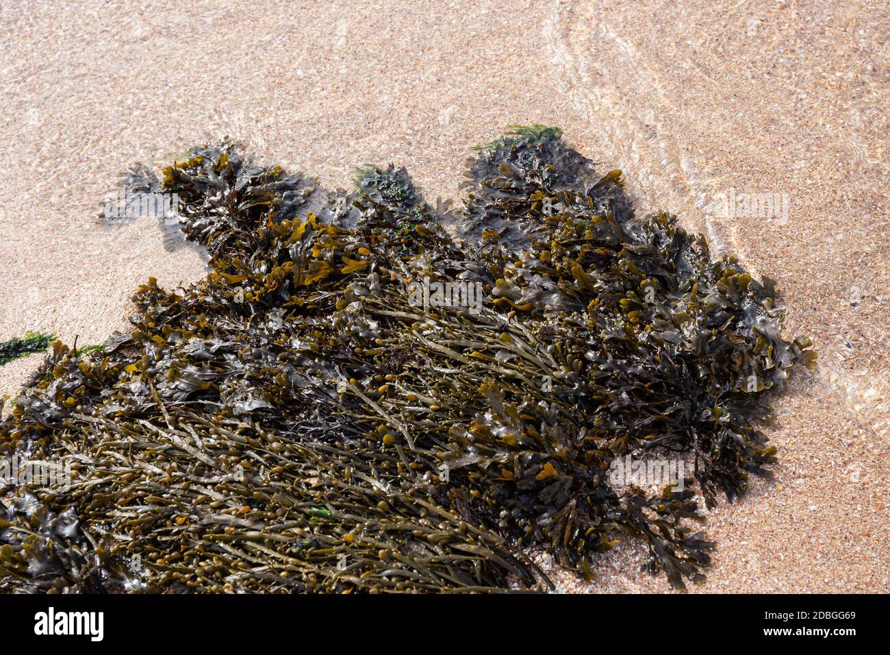 Seaweed on beach side. Atlantic ocean algae. Galicia, Spain Stock Photo