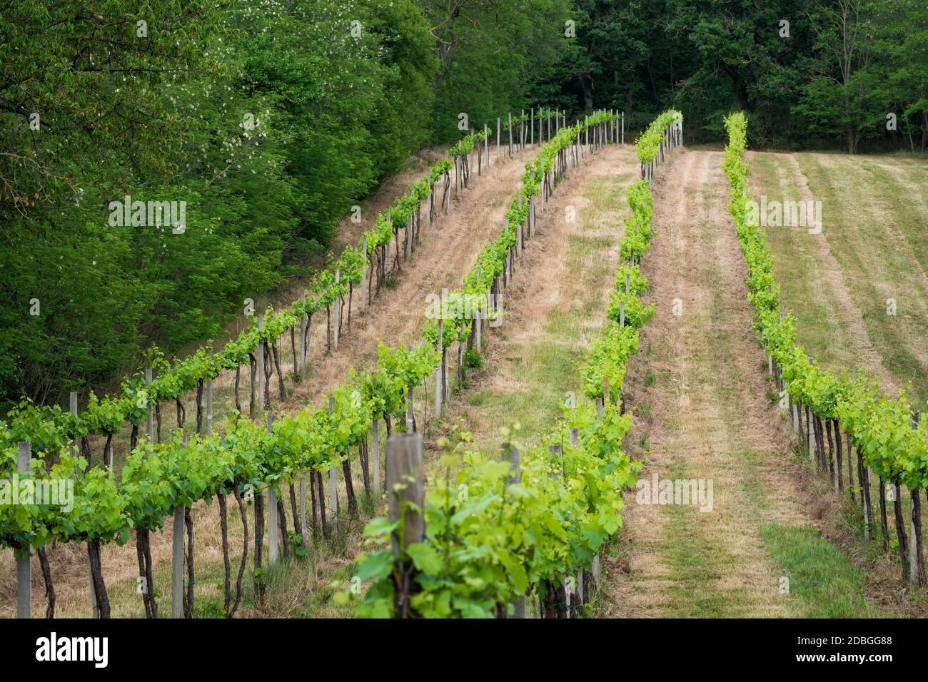 vineyard on forest edge in Burgenland Stock Photo
