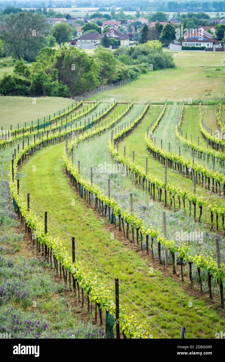 vineyard on the edge on small village called oslip Stock Photo