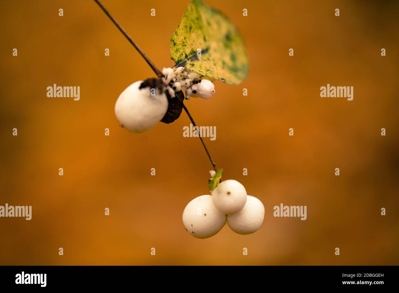 White berries on autumnal background Stock Photo
