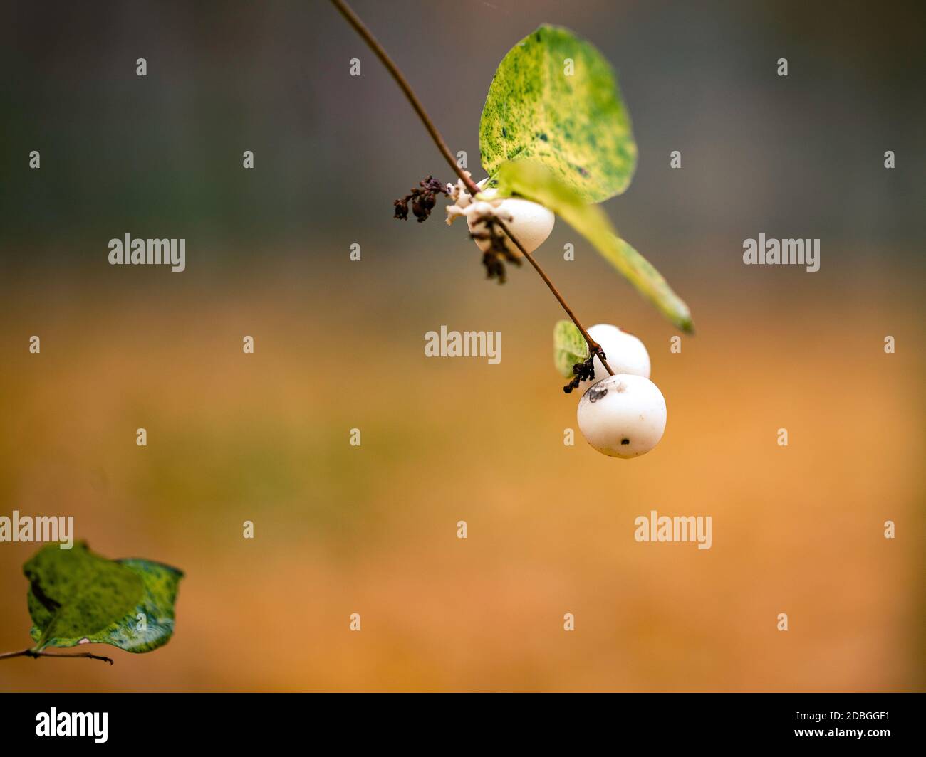 White berries on autumnal background Stock Photo