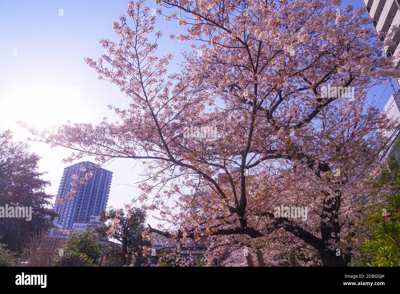 Sakura of law Aketera (Toshima-ku, Tokyo). Shooting Location: Tokyo metropolitan area Stock Photo