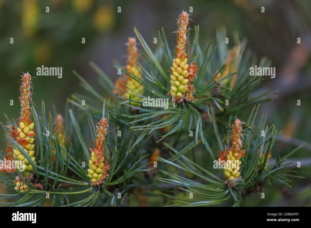 Blooming pine tree closeup with focus in the foreground. How the pine blossoms. Flowering coniferous trees. Stock Photo