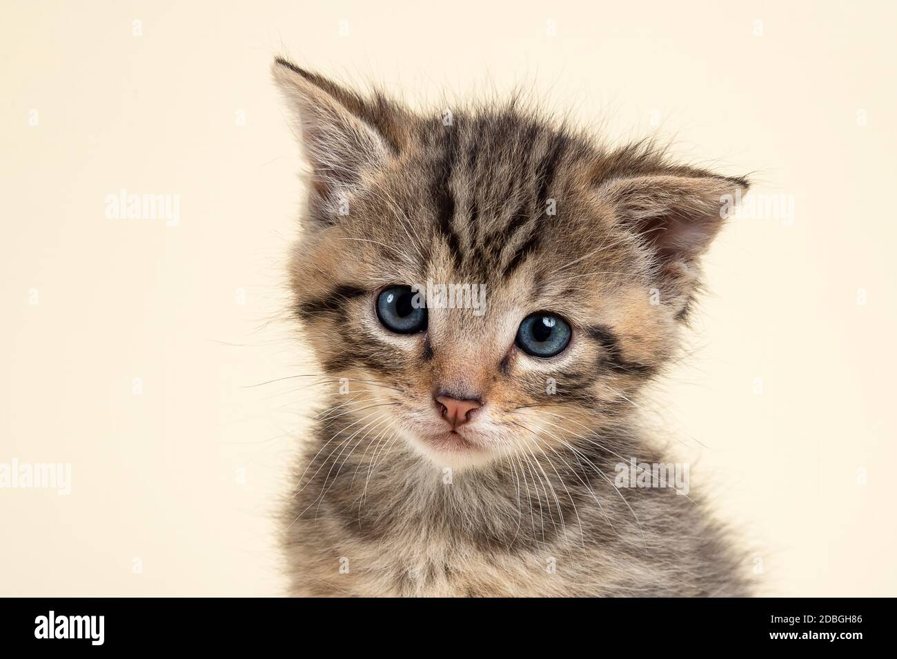 Europäische Wildkatze (Felis silvestris), Jungtier, Tierportrait, captive, 8 Wochen, Studioaufnahme, Österreich Stock Photo