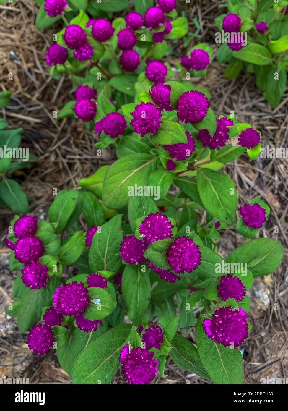 Gomphrena globosa (globe amaranth). Top view purple flower bloom in