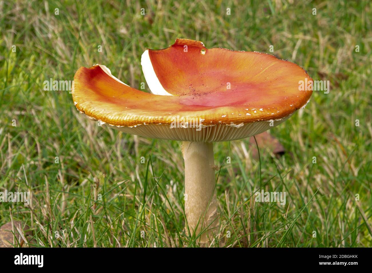 Fly Agaric Mushroom, Suffolk Forest, UK Stock Photo