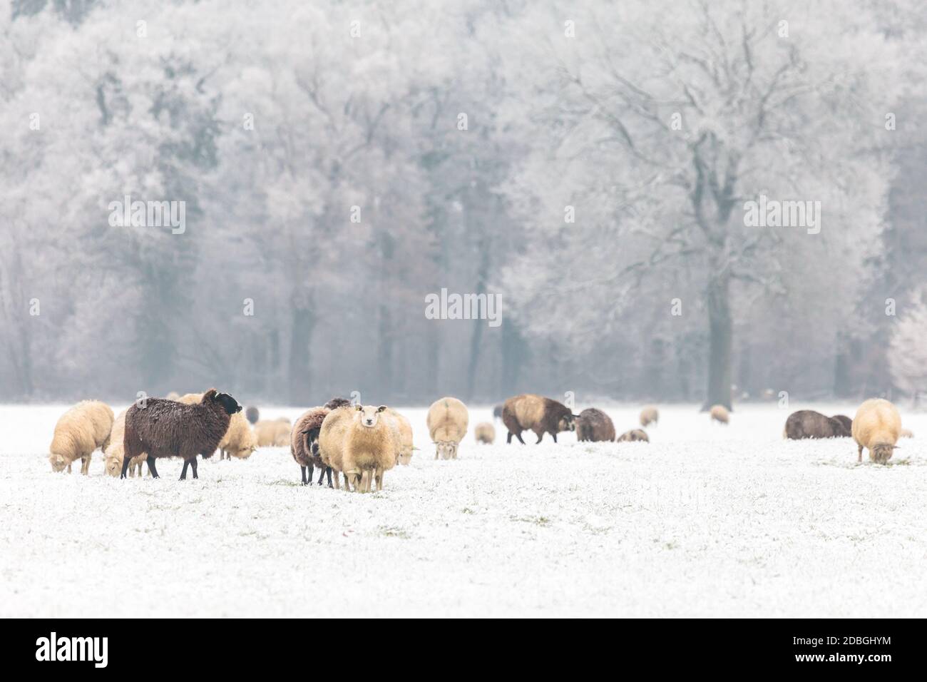 Herd with Dutch sheep in a winter landscape Stock Photo