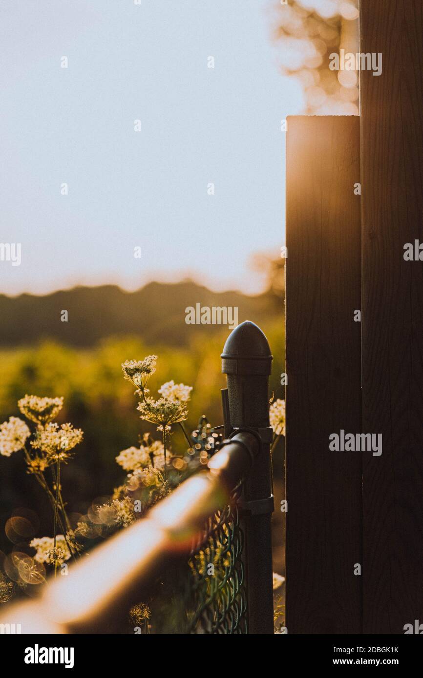 Beautiful Image with flowers framing the fence and sun rays Stock Photo ...