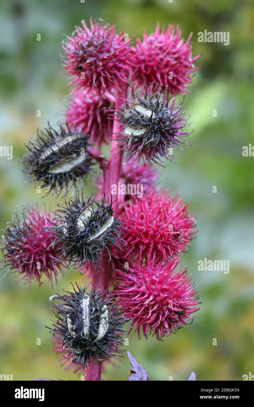 Castor oil plant, Ricinus communis variety Carmencita developing red