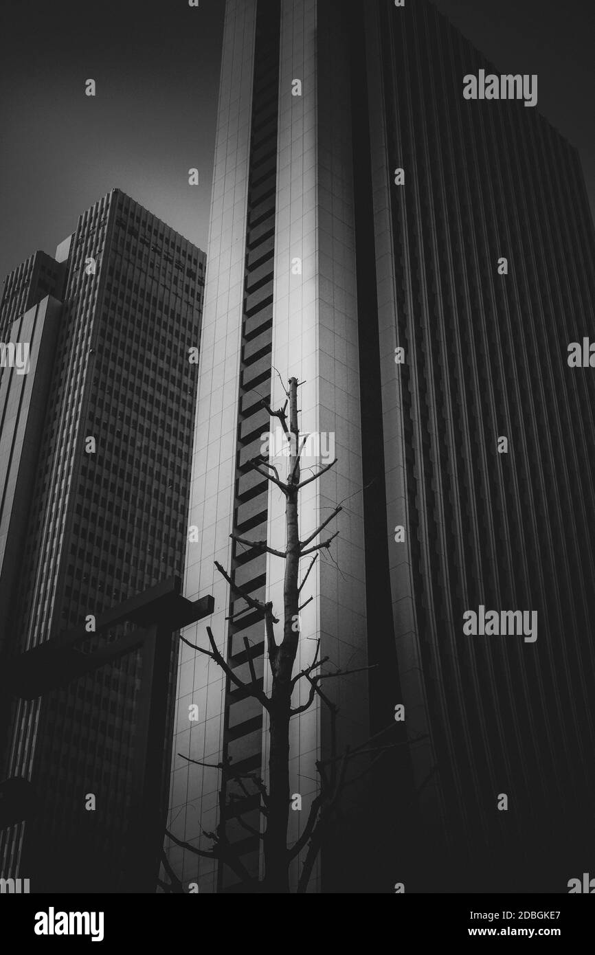 Skyscrapers of Shinjuku-ku, Tokyo (monochrome). Shooting Location: Tokyo metropolitan area Stock Photo