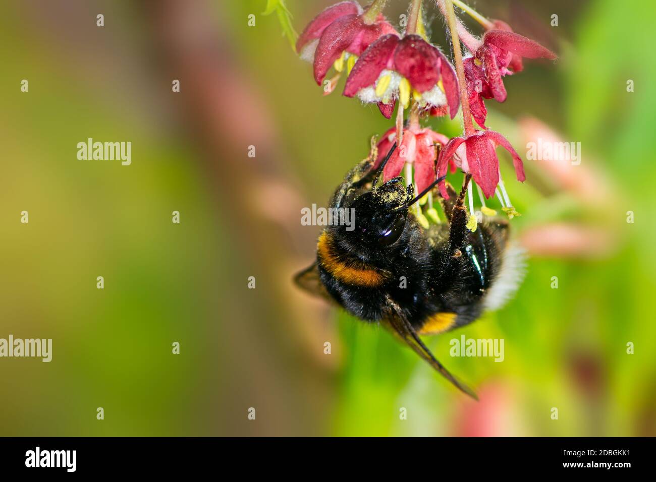 Macro of a Northern white-tailed bumblebee (Bombus magnus) at the blossoms of a japanese maple tree Stock Photo