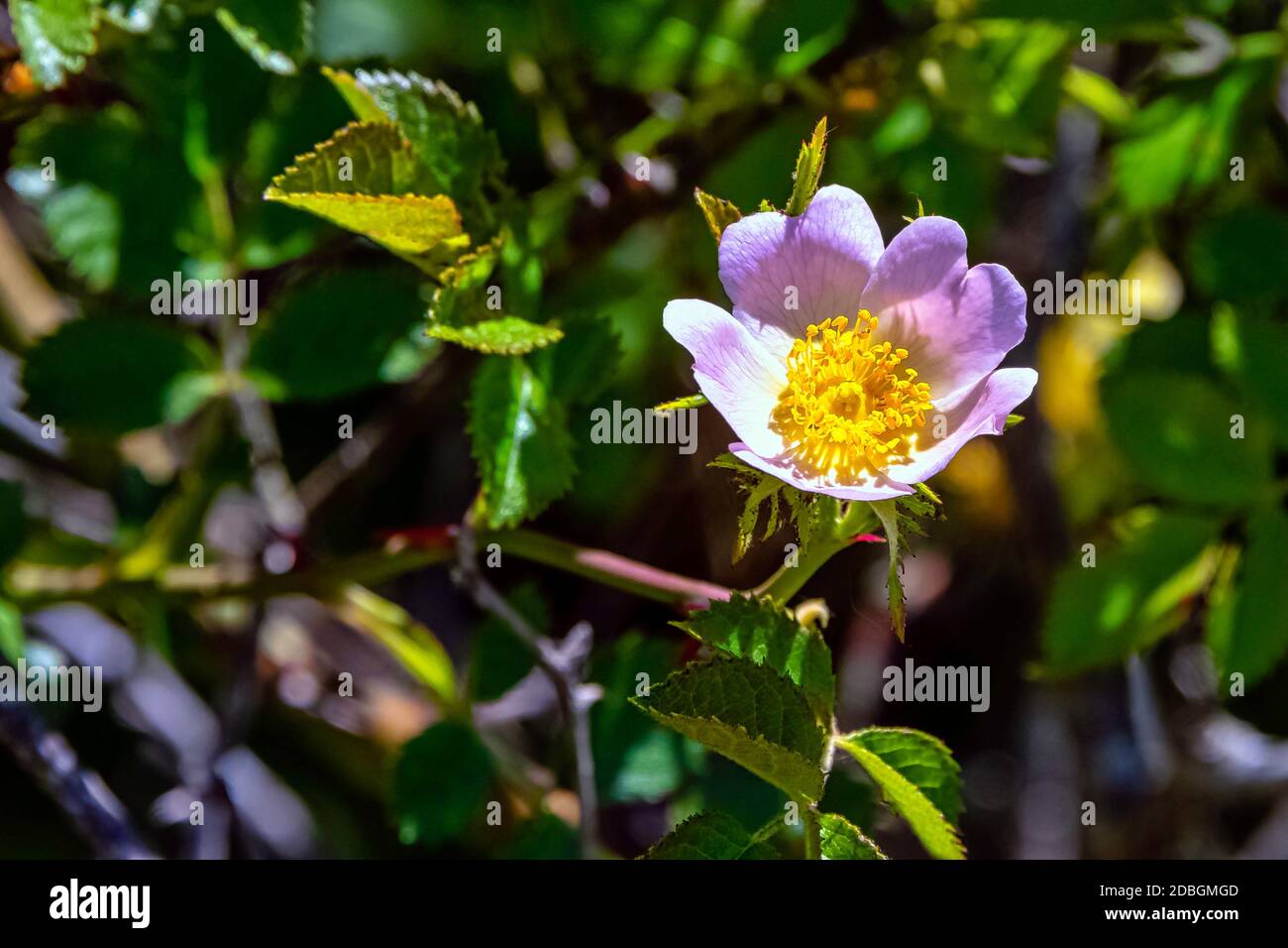 Rosa Canina Commonly Known As The Dog Rose A Variable Climbing Wild