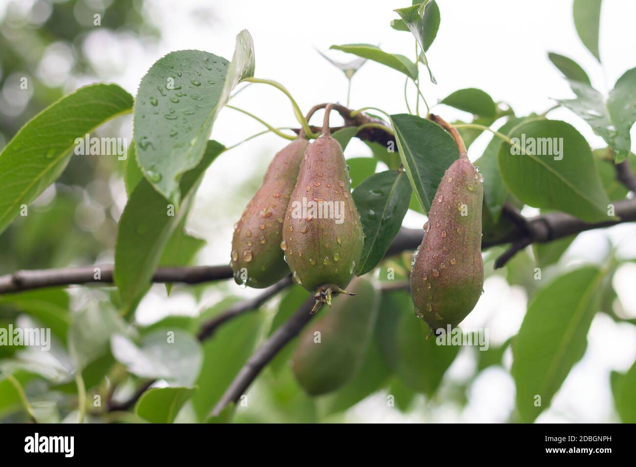 Ripe organic pears hanging on tree in summer orchard Stock Photo