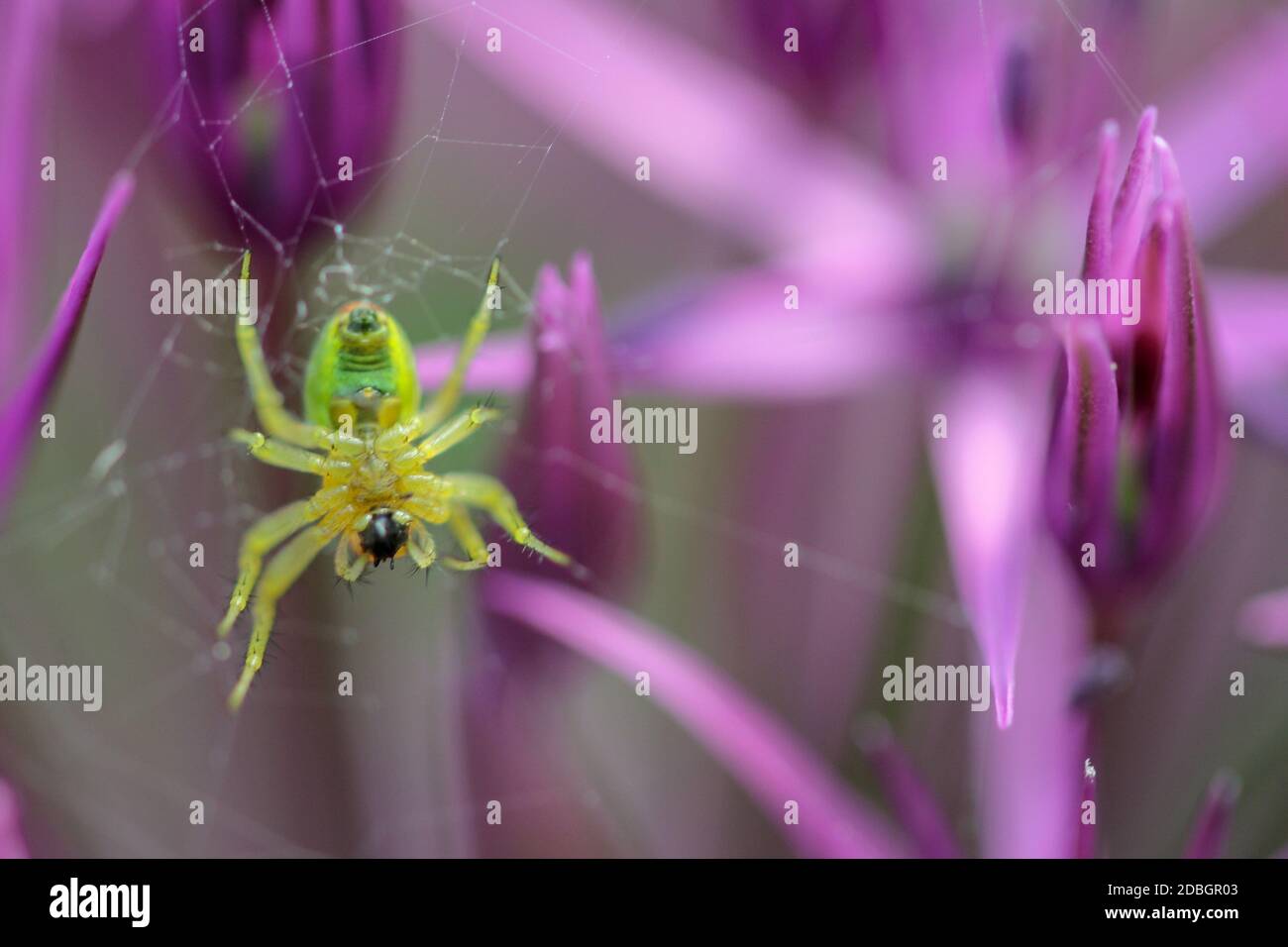 spider into garden ball leek Stock Photo
