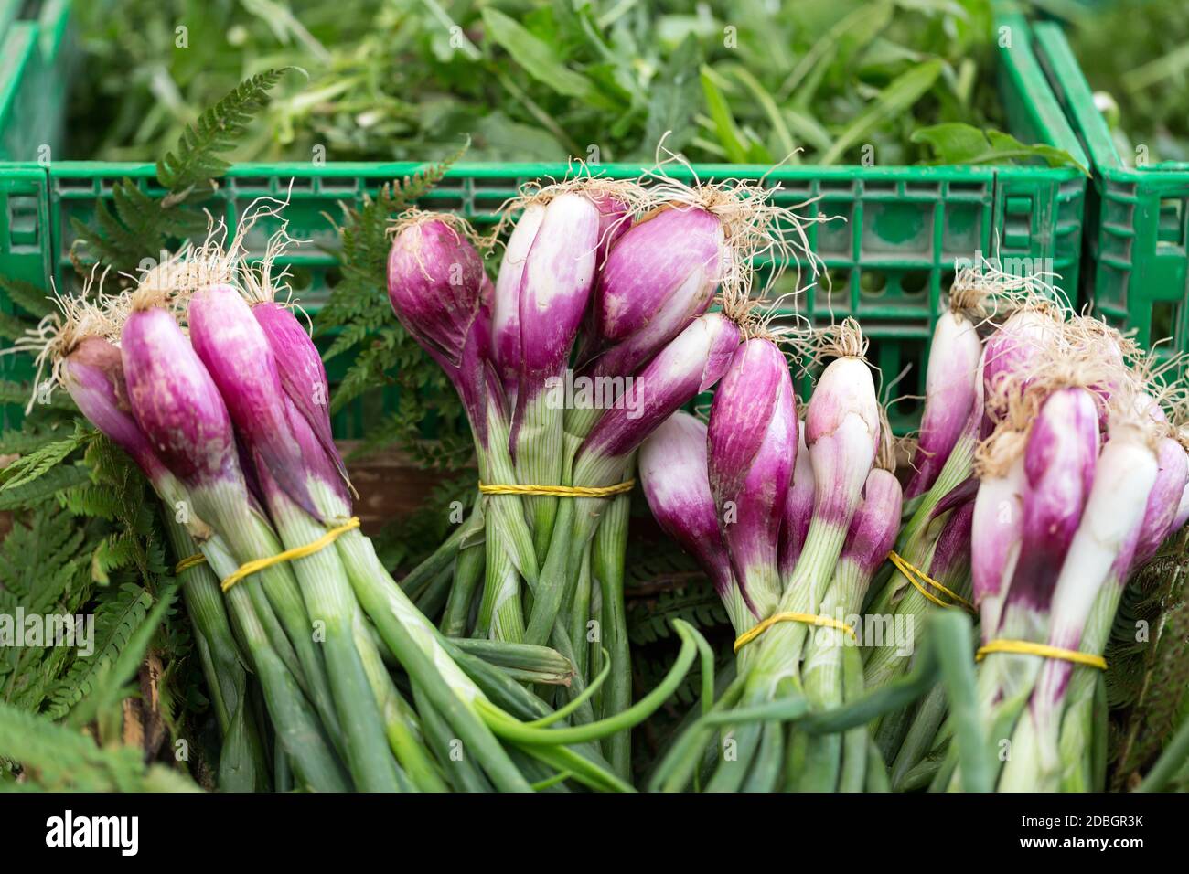fresh, red onion at the farmers market Stock Photo - Alamy