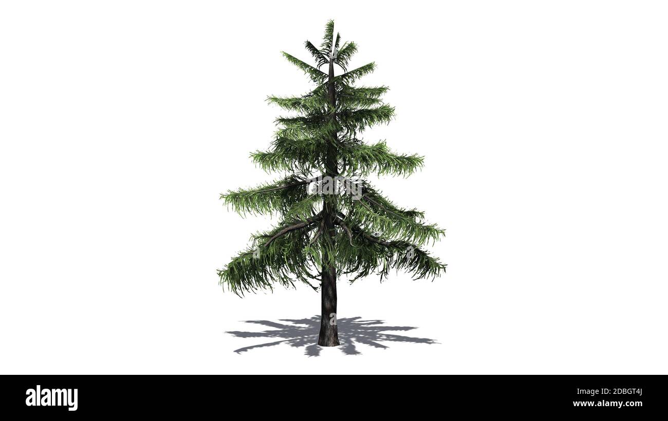 Alaska Cedar tree isolated on white background Stock Photo