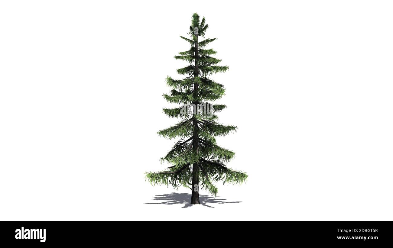 Alaska Cedar tree isolated on white background Stock Photo