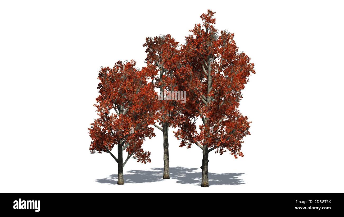 Red Maple tree in fall isolated on white background Stock Photo - Alamy