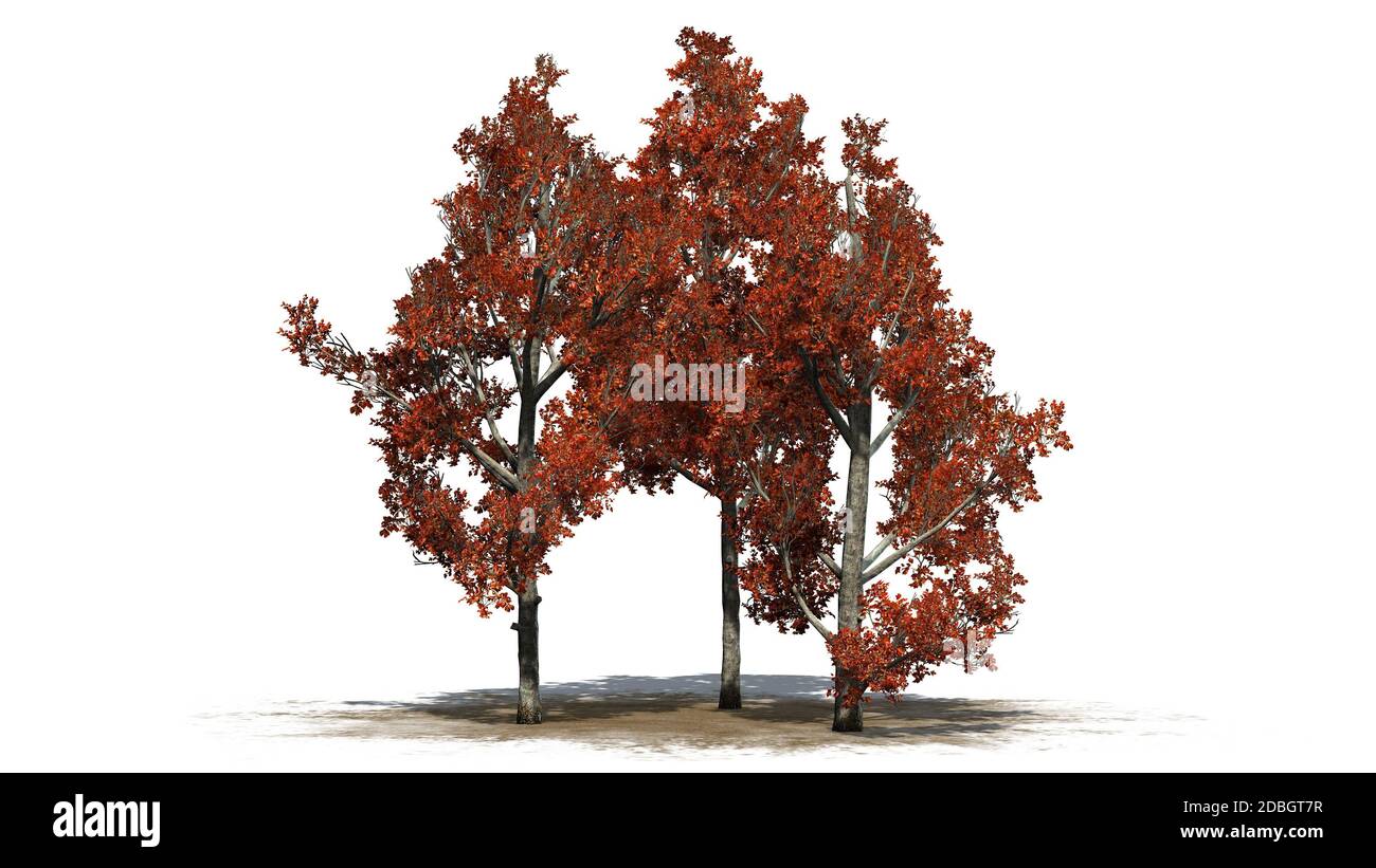 Red Maple tree in fall isolated on white background Stock Photo - Alamy