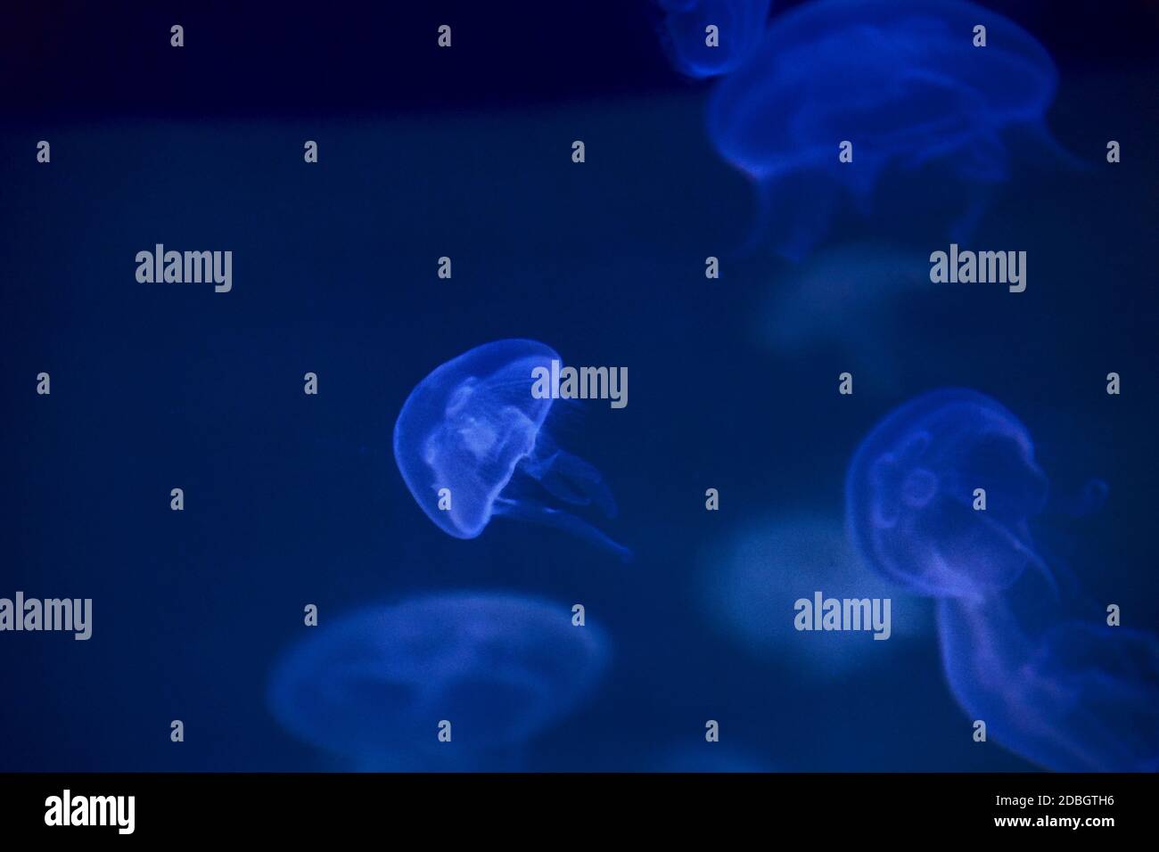 Jellyfish set, in the ocean, blue color, fluorescent Stock Photo - Alamy