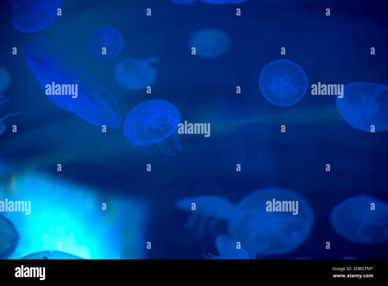 Jellyfish set, in the ocean, blue color, fluorescent Stock Photo - Alamy