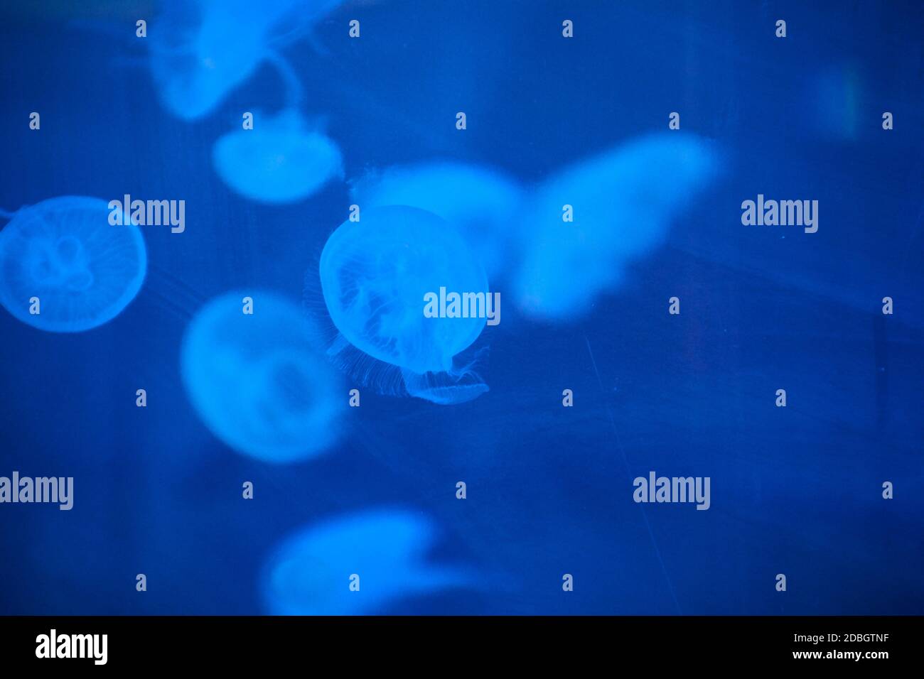 Jellyfish set, in the ocean, blue color, fluorescent Stock Photo - Alamy