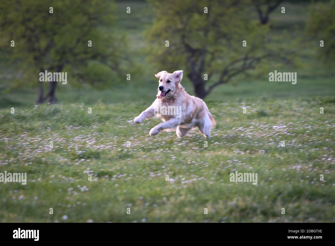 Dog jumps into swimming pool hires stock photography and images Alamy