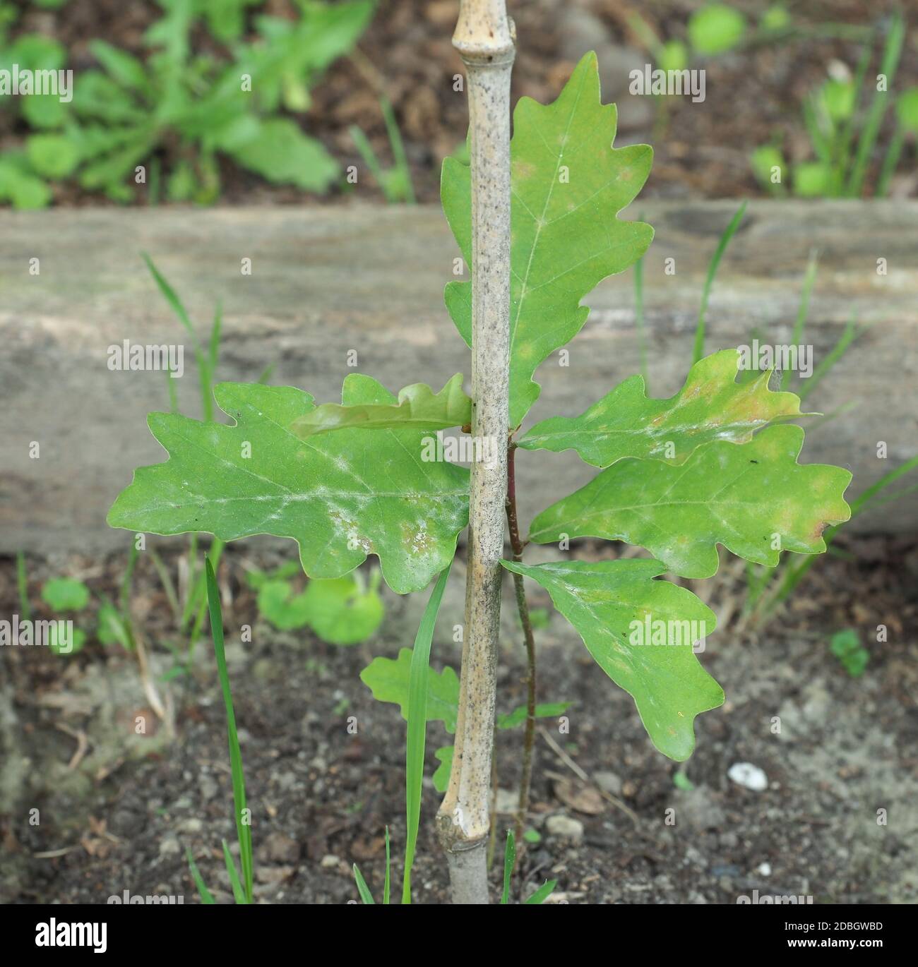 oak tree (scientific name Quercus robur) sapling Stock Photo Alamy