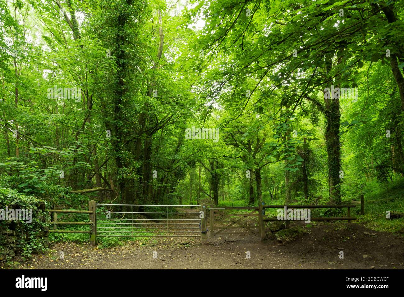 Gate at the entrance to woodland at the foot of Dolebury Warren in the Mendip Hills National Landscape, North Somerset, England. Stock Photo