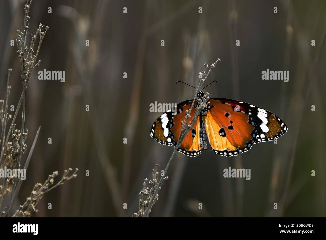 Plain Tiger butterfly Stock Photo