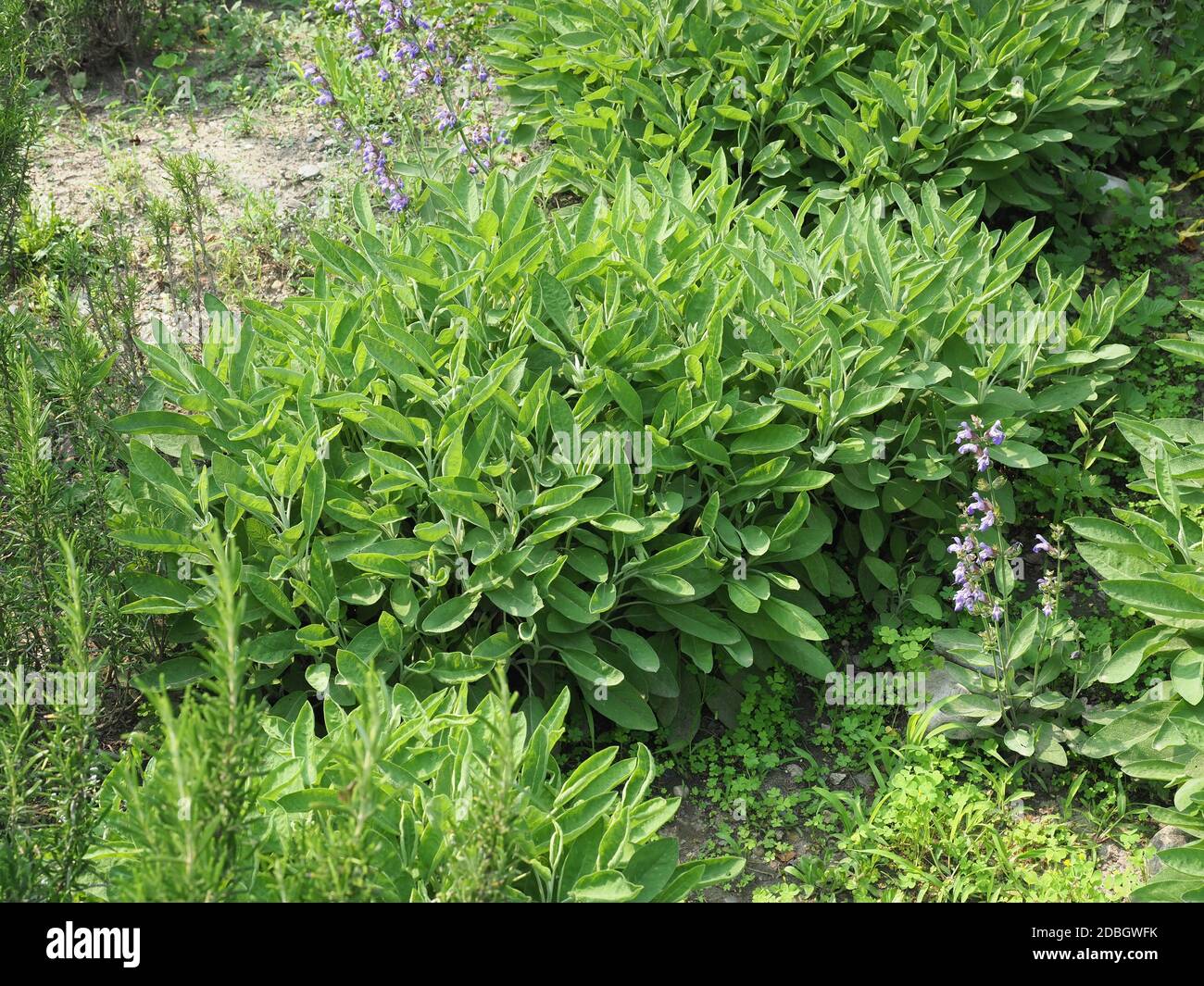 common sage plant (scientific name Salvia officinalis Stock Photo Alamy