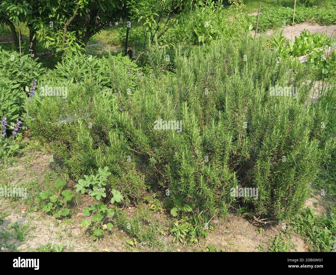 rosemary plant (scientific name Rosmarinus officinalis perennial herb