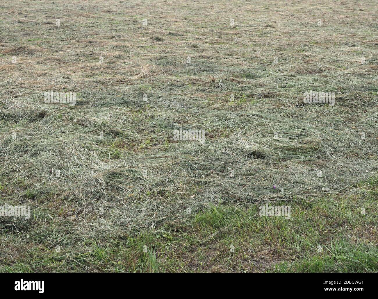 Freshly cut hay forage in a field Stock Photo Alamy