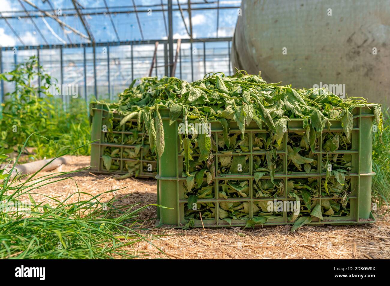 weeds and grass in a crate in a greenhouse after cleaning. Stock Photo