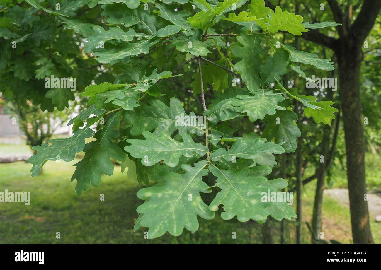 oak tree (scientific name Quercus robur) sapling Stock Photo