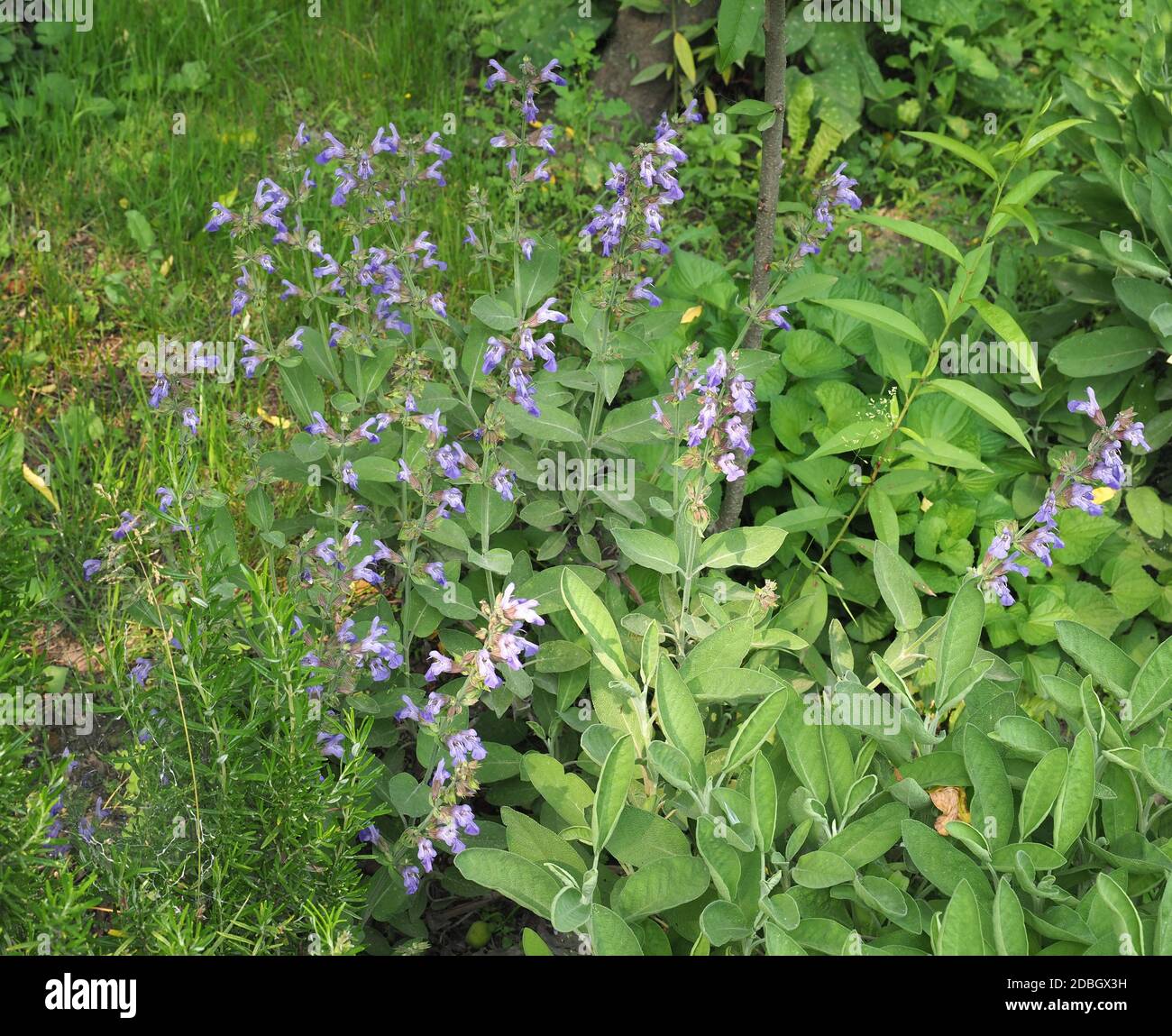 common sage plant (scientific name Salvia officinalis Stock Photo Alamy