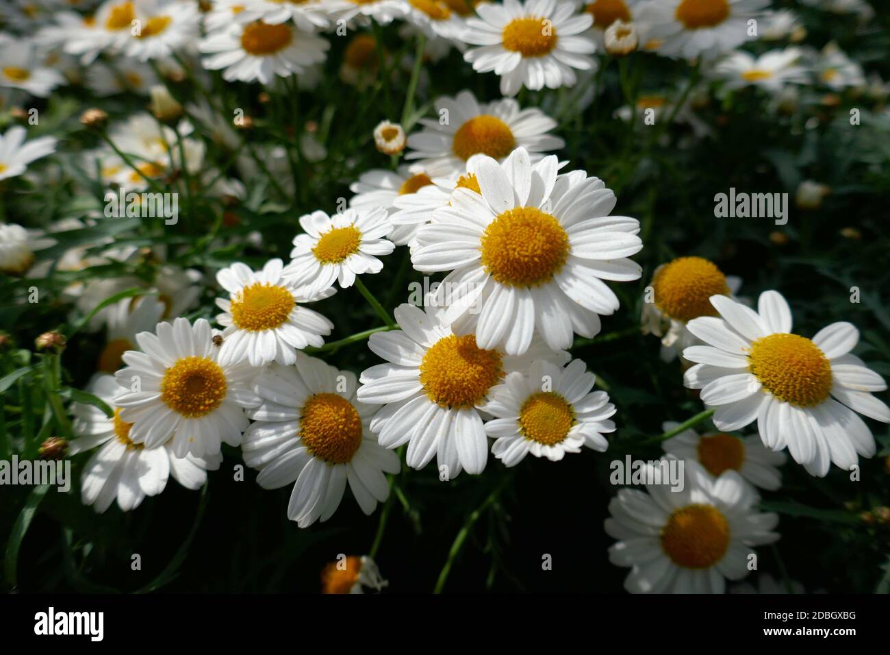 white shrub daisies Stock Photo