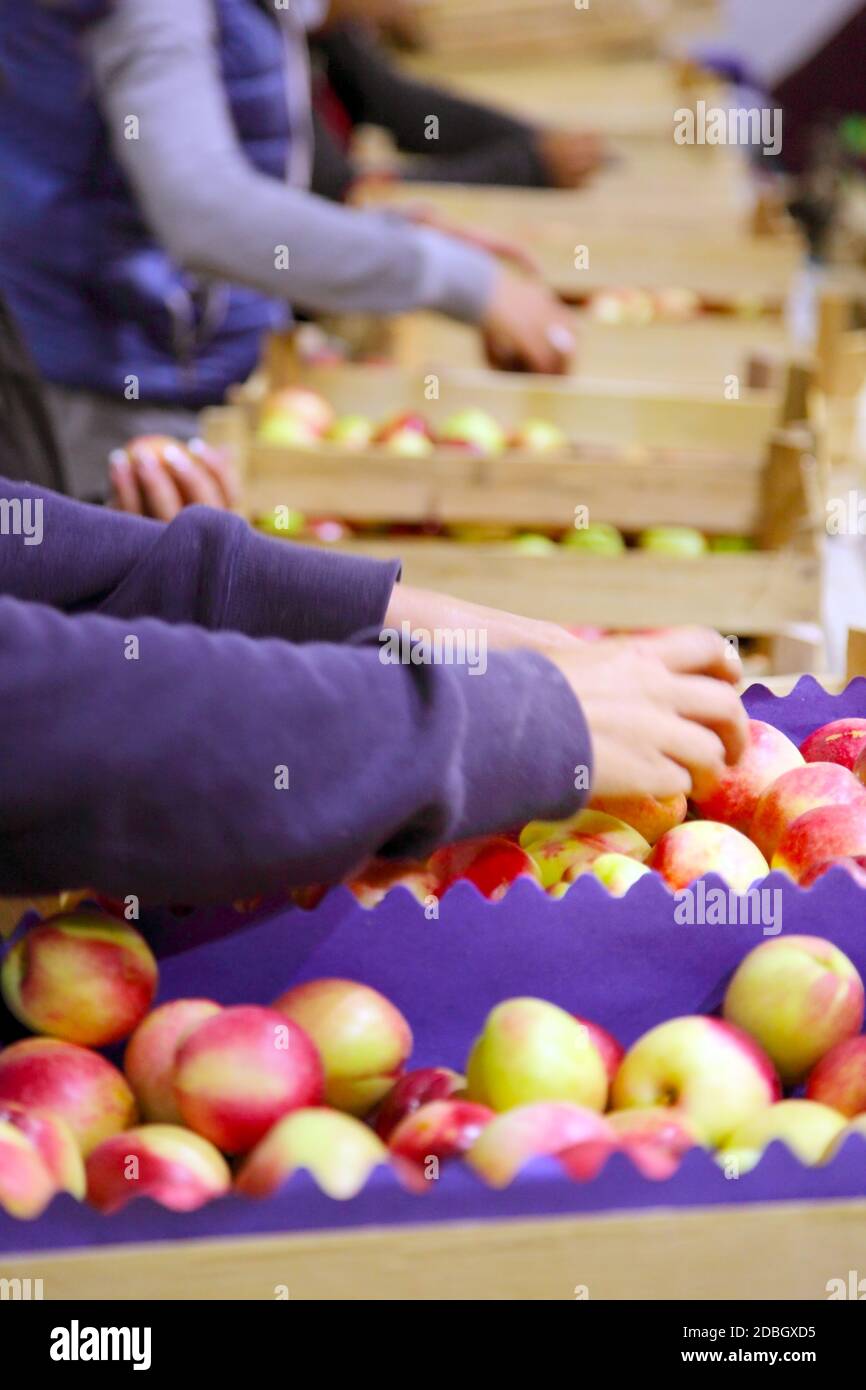 workers in the line of packaged fruit Stock Photo