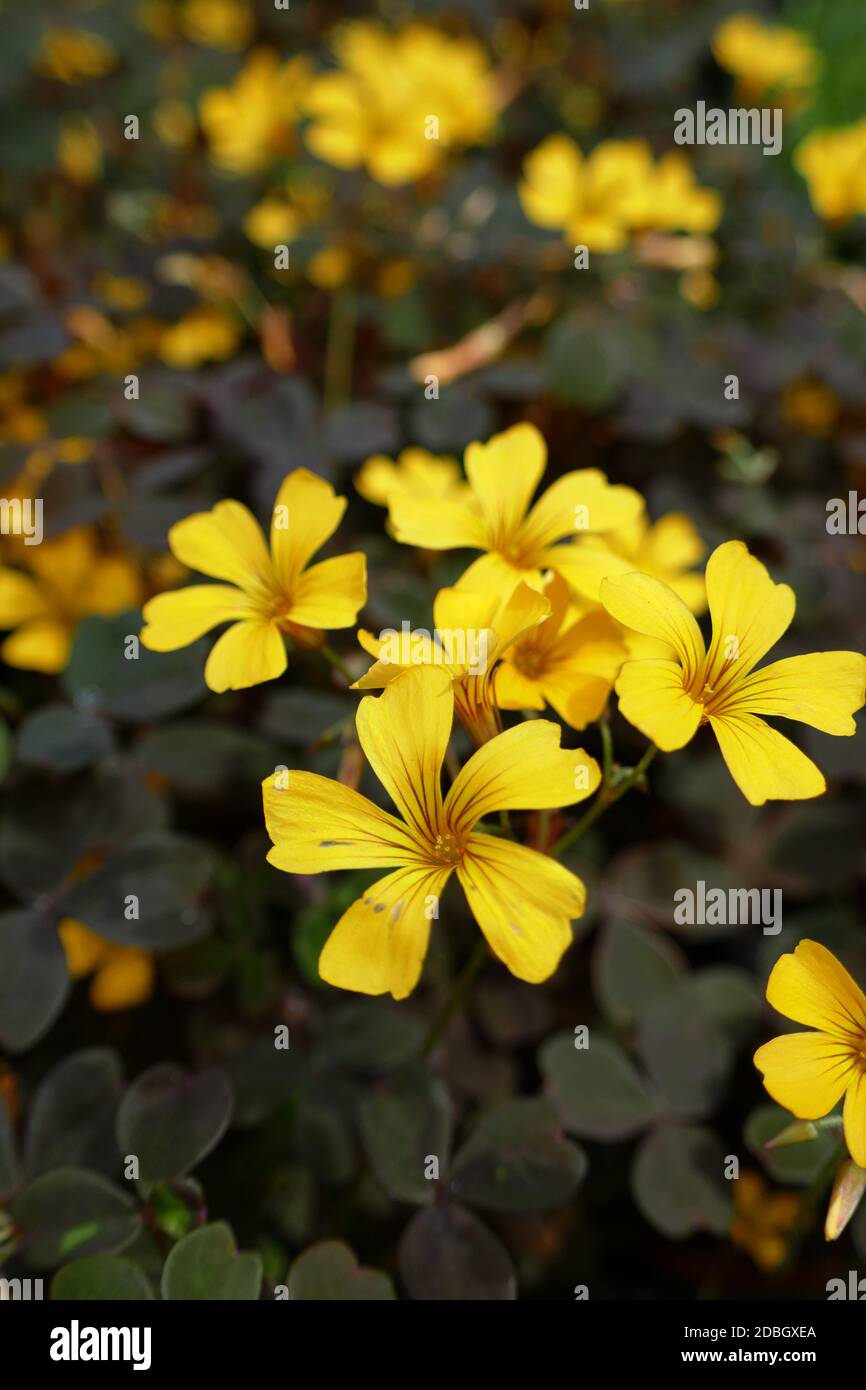 Trifolium clover Stock Photo