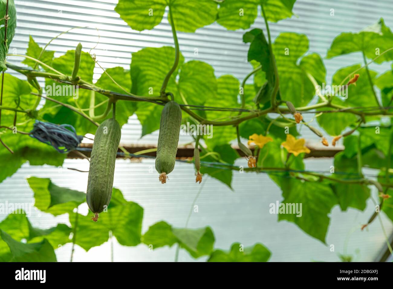 Growing vegetables without pesticides hi-res stock photography and