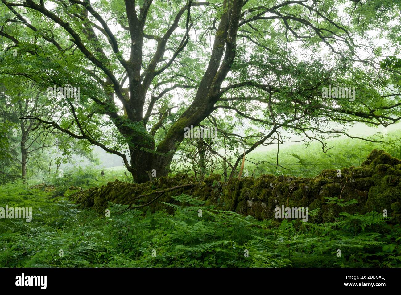 A European Ash tree and a dry stone wall at the edge of a woodland in summer at Dolebury Warren in the Mendip Hills National Landscape, North Somerset, England. Stock Photo