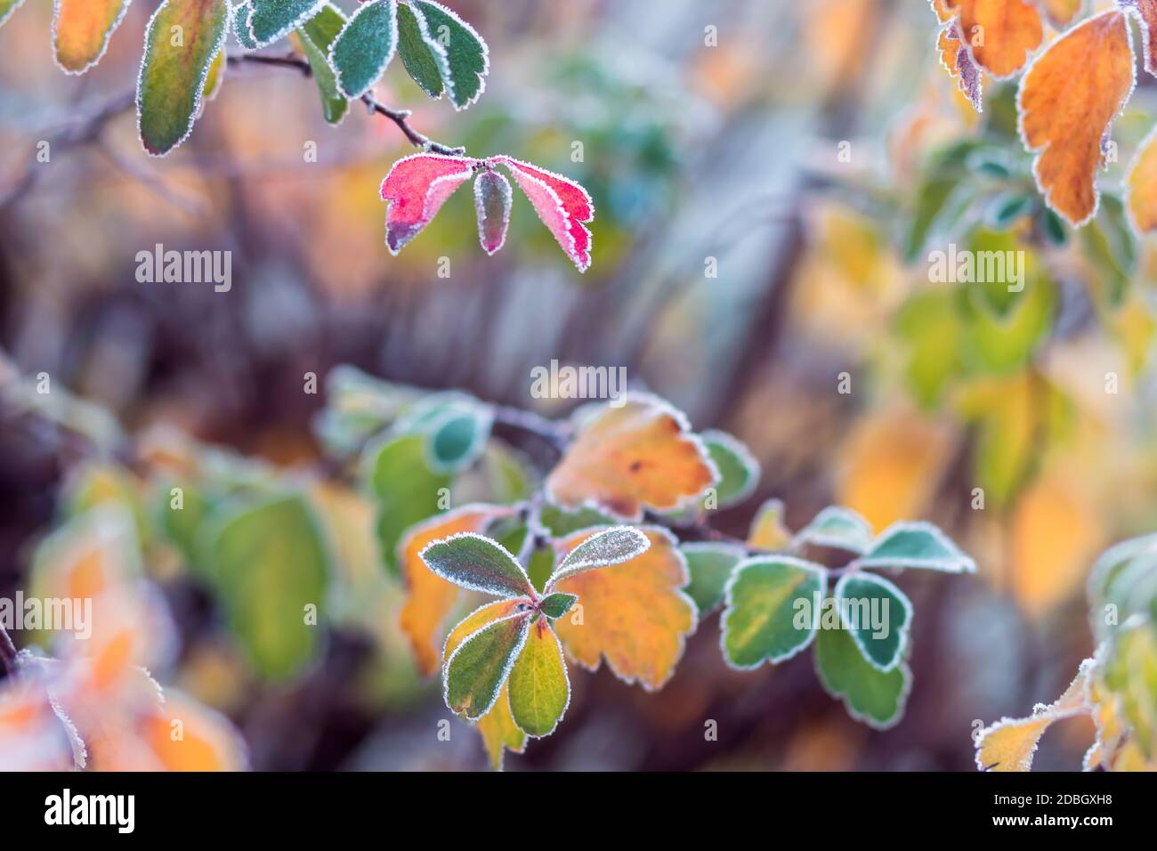 Colorful frosted leaves in early chilly morning as background. The late ...