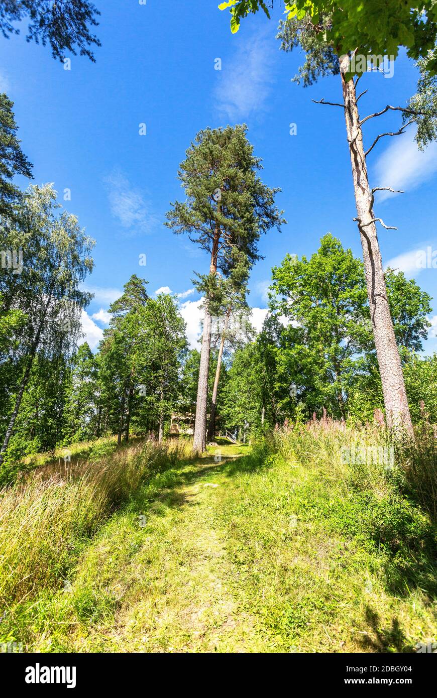 Forest with tall pine trees in summer sunny day. Wild nature of the ...