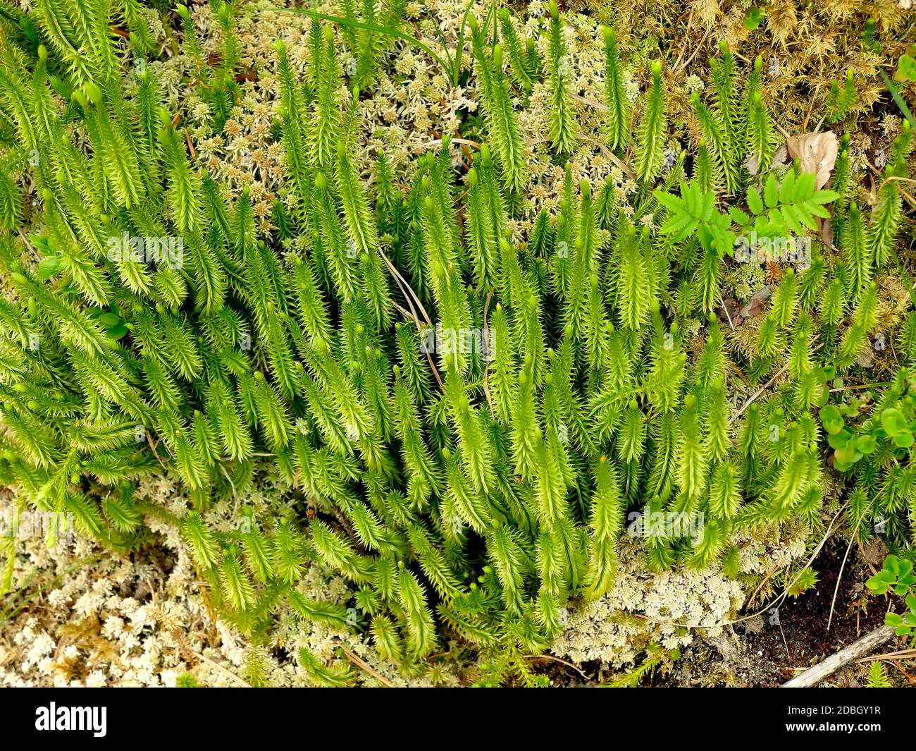 Fir moss in a German forest in spring Stock Photo