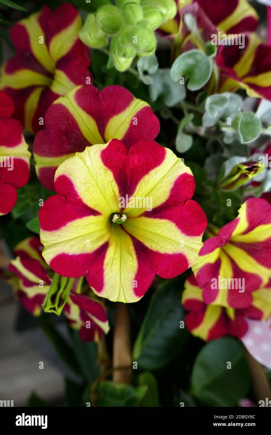 Pegasus Petunia Queen of Hearts Stock Photo