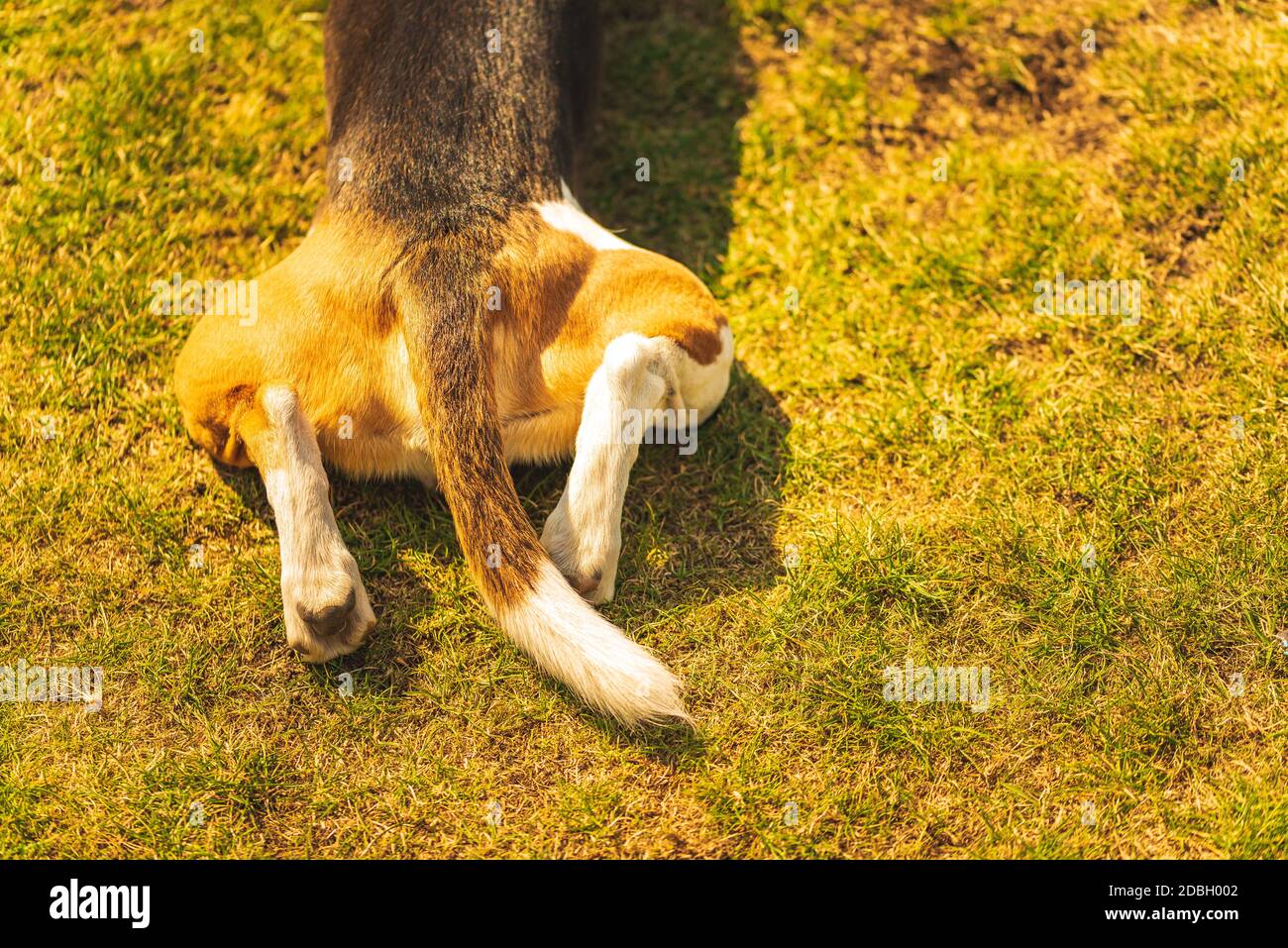 Dogs back legs and tail from top view on a grass in backyard. Copy