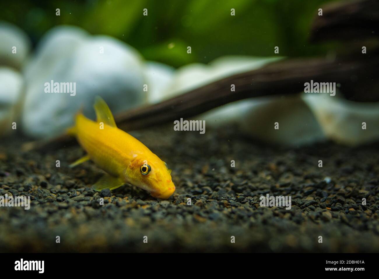 Yellow chinese algaey eater - Gyrinocheilus in fishtank cleaning gravel. Stock Photo