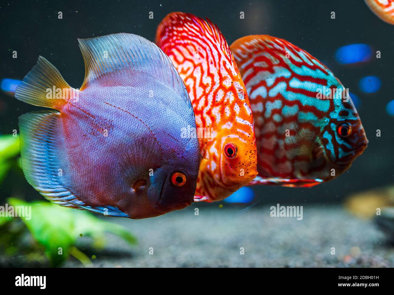 Colorful fish from the spieces Symphysodon discus in aquarium. Freshwater aquaria concept Stock Photo